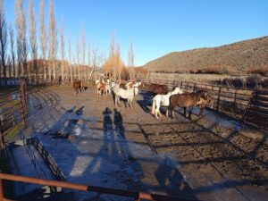 OPERATIVO RURAL: 18 EQUINOS FUERON RETIRADOS DE LA RUTA N°40